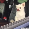 ANIMALITOS2 26