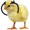 ANIMALITOS2 28