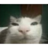 kucing lovers 24