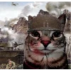 kucing lovers 25