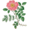 Roses-Redouté-Sowerby (Flowers) 13
