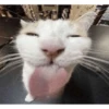 kucing lovers 26