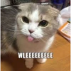 Meme Lucu Gemoy 29