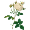 Roses-Redouté-Sowerby (Flowers) 14