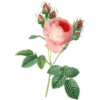 Roses-Redouté-Sowerby (Flowers) 15