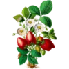 Flore d'Amérique - Etienne Denisse 1843 (flowers) 12
