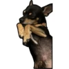 Cuco el chihuahua 5