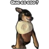 Cuco el chihuahua 6