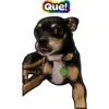 Cuco el chihuahua 7