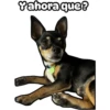 Cuco el chihuahua 8