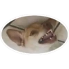 Diegote 15
