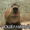 Капибара №1 6