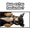 Cuco el chihuahua 9