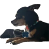 Cuco el chihuahua 10