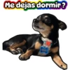Cuco el chihuahua 11