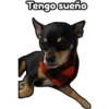Cuco el chihuahua 12