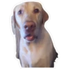 Diegote 27