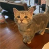 Cats 3 5