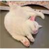 Cats 3 6
