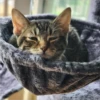 Cats 3 7