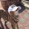 Cats 3 9