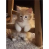 Cats 3 10