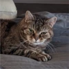 Cats 3 11
