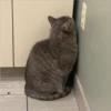 Cats 3 12