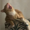 Cats 3 13