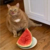 Cats 3 15