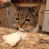 Cats 3 16