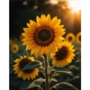 Sunflowers🌻❥☯︎ͫ5🇲🇽Clásica 13