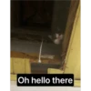 wow 8
