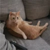 Cats 3 17