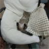 Cats 3 19