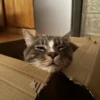 Cats 3 20