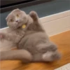 Cats 3 21