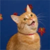 Cats 3 22