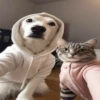 Gatito selfie viajero֍1🇲🇽Clásica 17