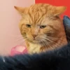 Cats 3 23