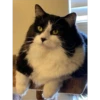 Cats 3 24