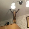Cats 3 25