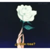 ¿y esta rosa?
@iki uwul