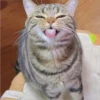 Cats 3 26