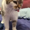 Cats 3 27