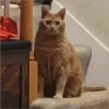 Cats 3 28