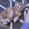 Cats 3 29