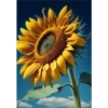 Sunflowers🌻❥☯︎ͫ4🇲🇽Clásica 29