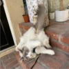 Cats 3 30