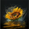 Sunflowers🌻❥☯︎ͫ5🇲🇽Clásica 30